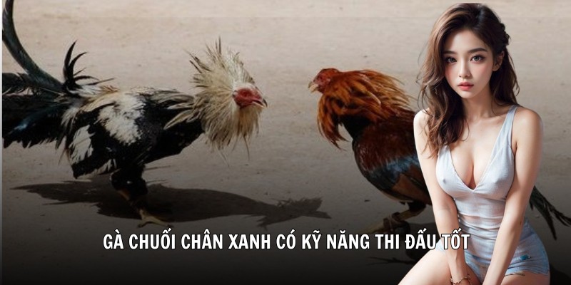 Gà chuối chân xanh có kỹ năng thi đấu tốt